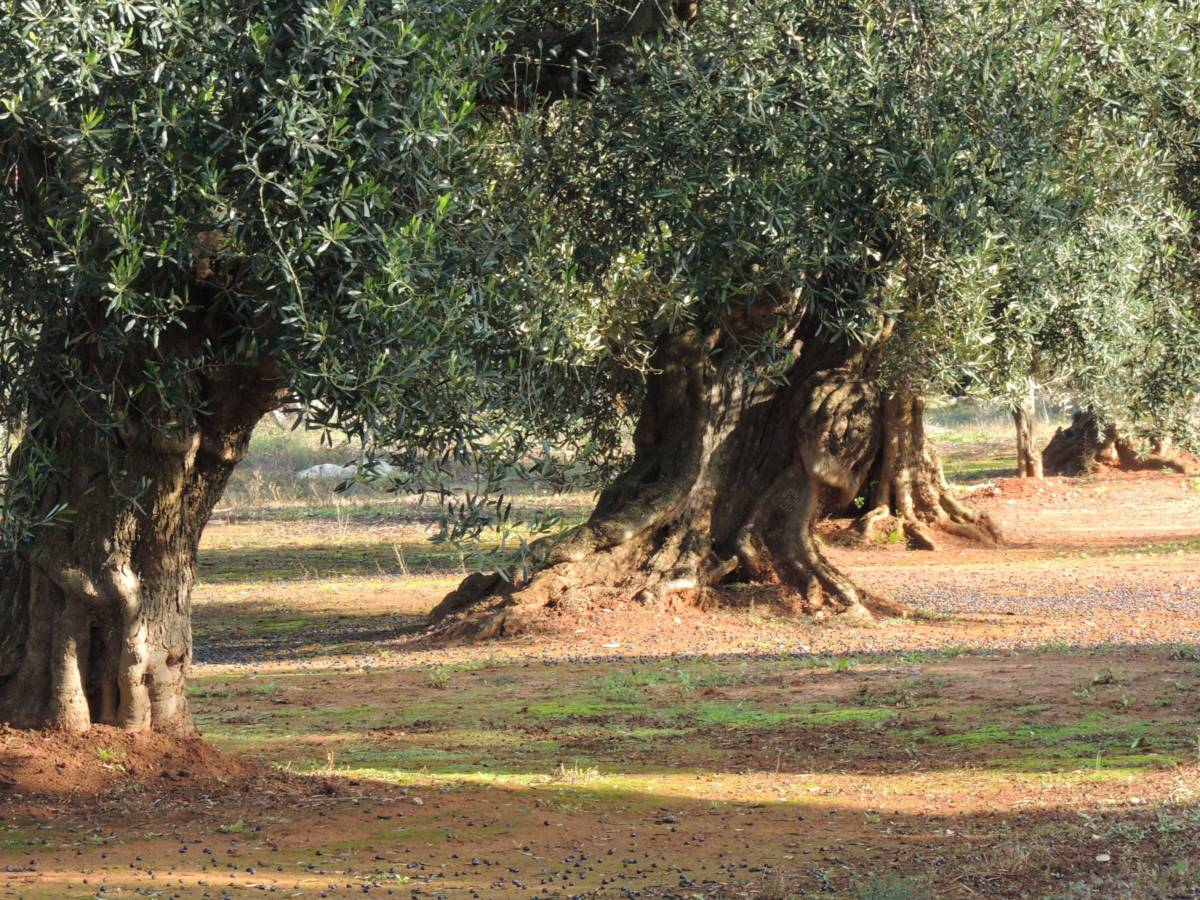 La nostra raccolta