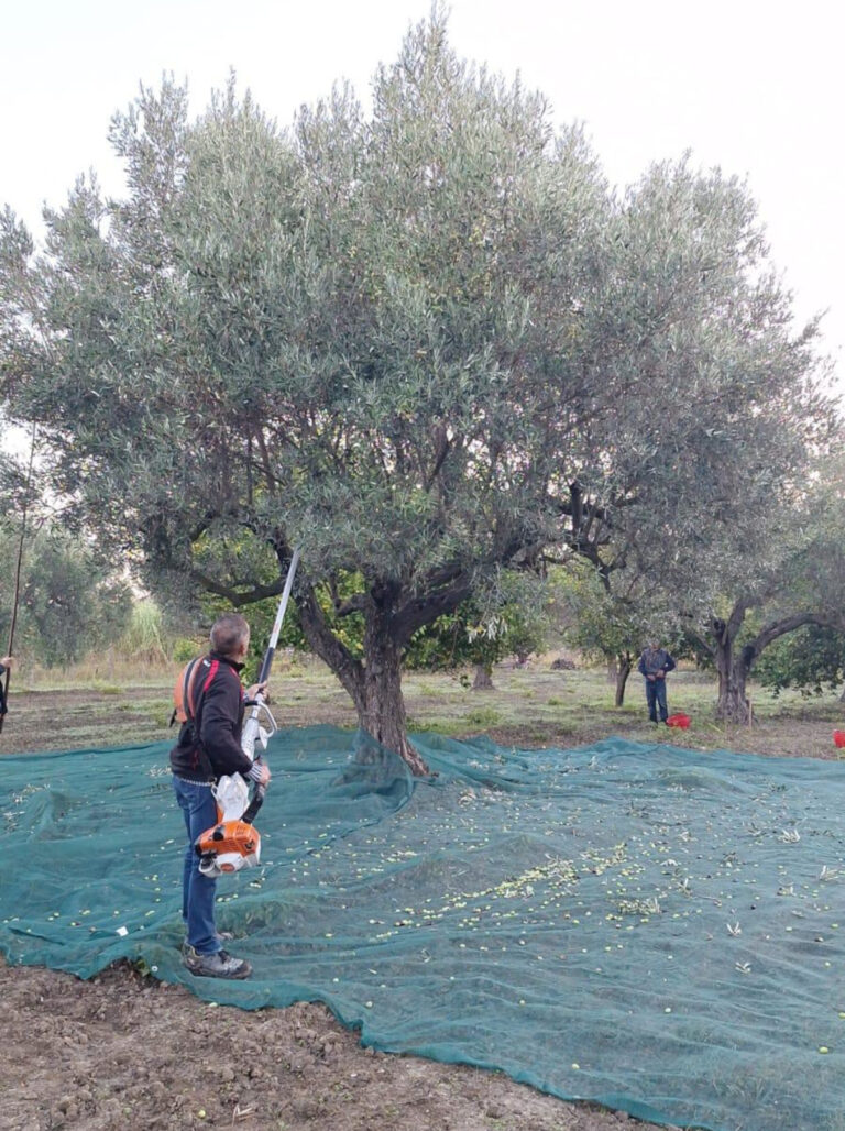 raccolta olive-azienda agricola spina
