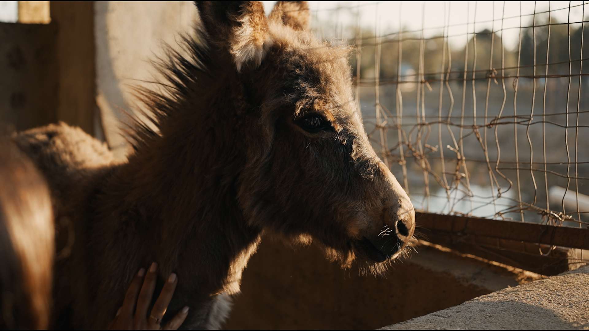 FOTO AZIENDA AGRICOLA SPINA 2025 Copia 01.00_00_51_16.Immagine017