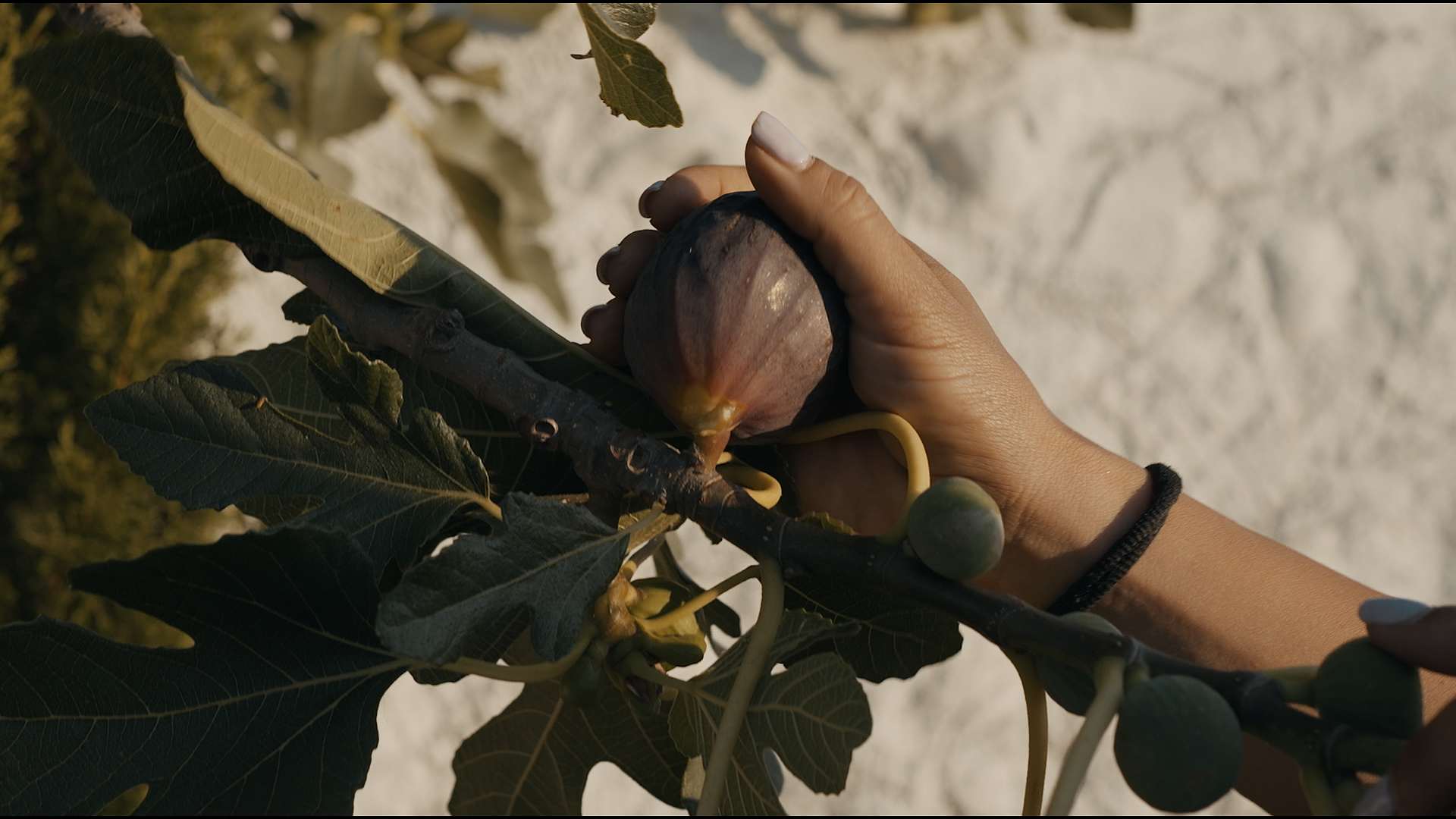 FOTO AZIENDA AGRICOLA SPINA 2025 Copia 01.00_00_51_22.Immagine020