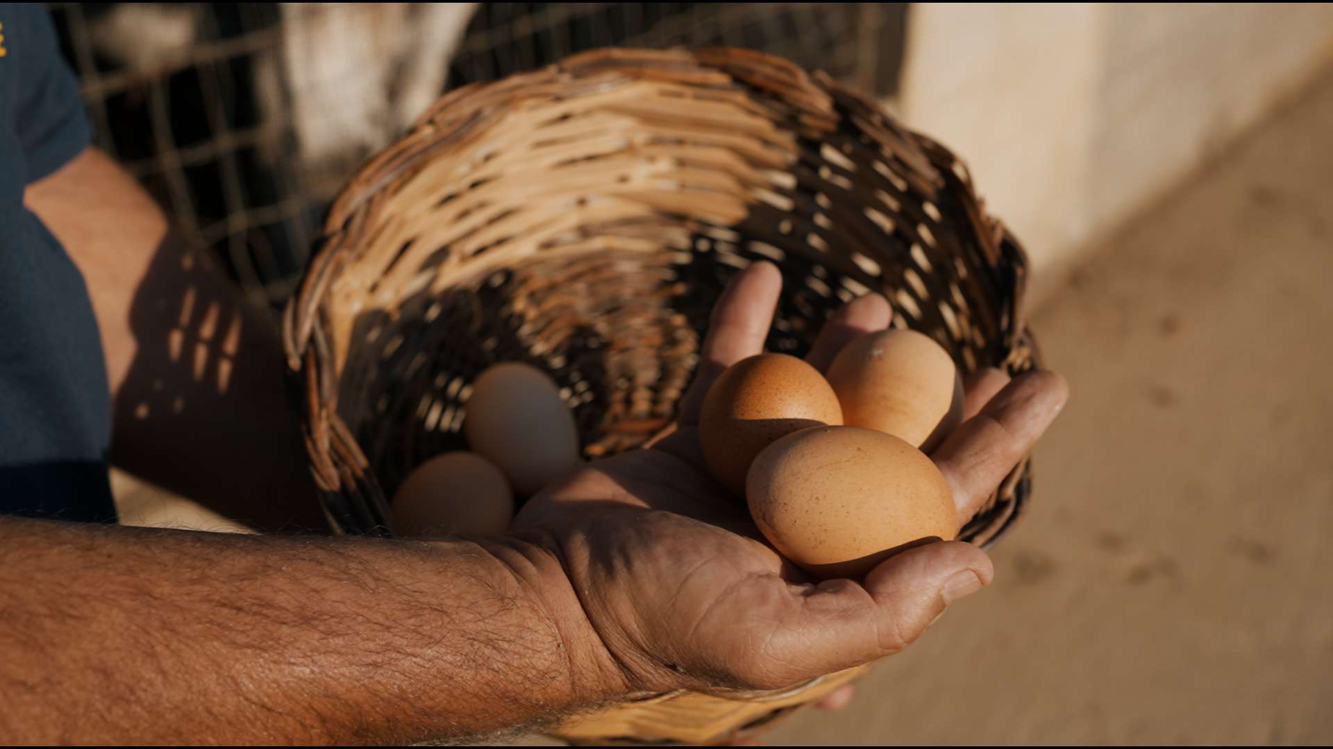 FOTO AZIENDA AGRICOLA SPINA 2025 Copia 01.00_00_57_22.Immagine009